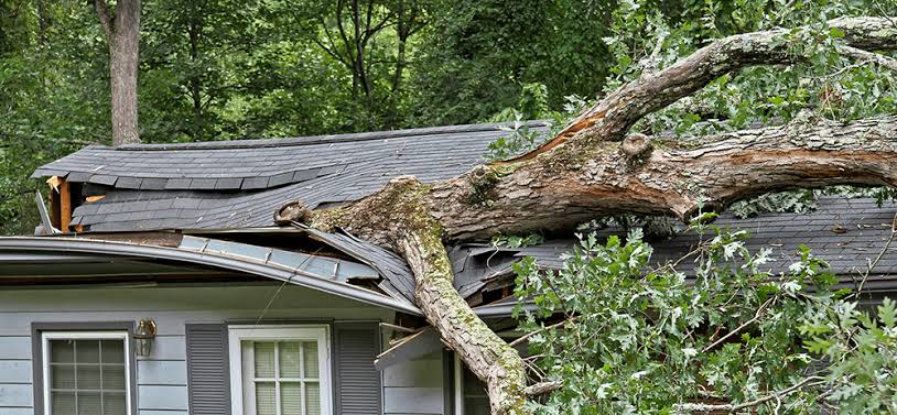 Tree service emergency
